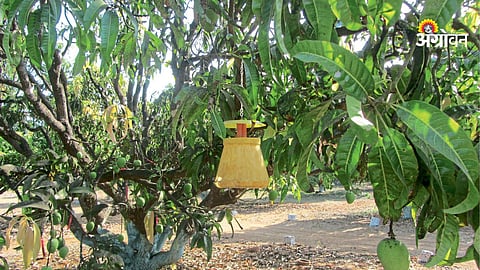 Crop Advisory: कृषी सल्ला : कोकण विभाग