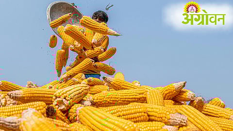 Maize Prices Crash