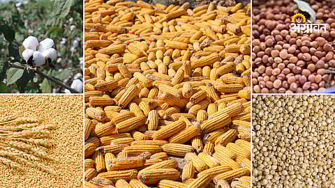 Agricultural commodity market trends Maharashtra
