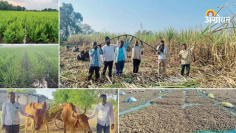 Success story of progressive farmer in Maharashtra