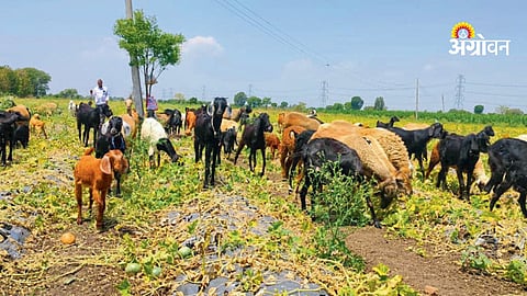 Muskmelon crop failure Maharashtra farmer