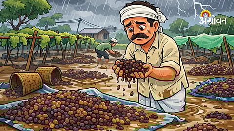 Unseasonal rain damage to raisin crop Maharashtra