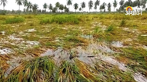Agriculture loss due to storm Khandesh region