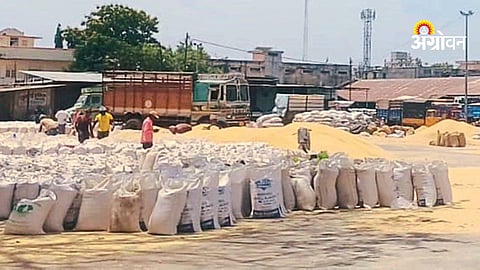 Pachora APMC jowar maize arrival