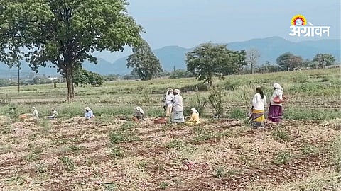 Summer season challenges for farmers
