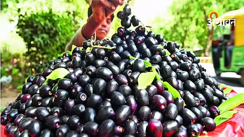 Challenges faced by Jamun farmers in Sindhudurg district