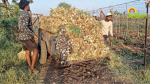 Impact of pre monsoon rainfall on farmers