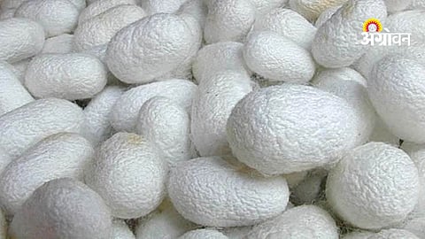 Growth of sericulture in Marathwada districts from 2025 to 2026