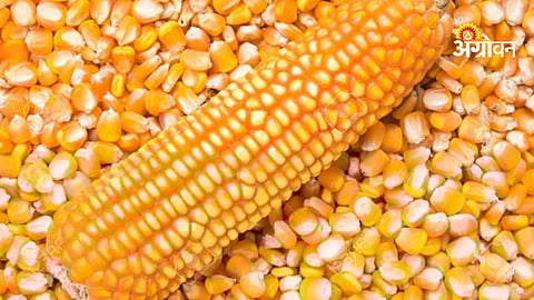 Maize arrivals in Khandesh today