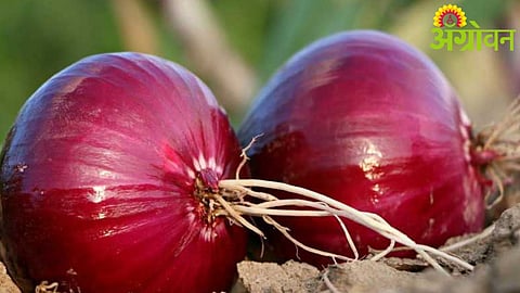 Onion Price Fall