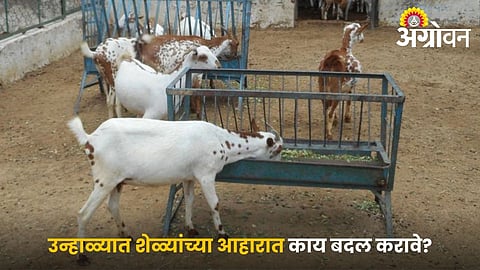 Goat Nutrition Tips for Summer