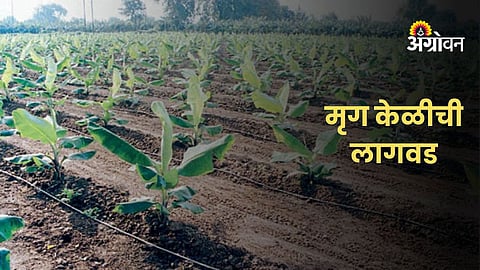 Early Mrig Bahar banana plantation
