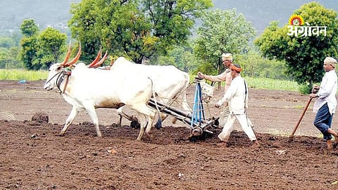 Kharif sowing target 145 lakh hectare Maharashtra