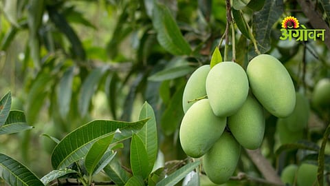 Mango Production Issue