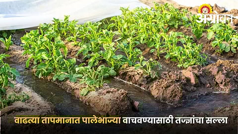 Protect Your Leafy Crops from Rising Temperatures