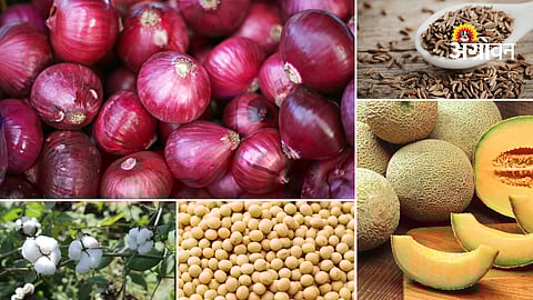 Agriculture commodity market trends Maharashtra