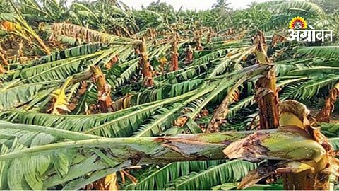 Sangli Crop Damage