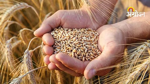 Wheat yield decline per acre India 2026