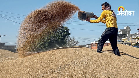 Wheat yield decline per acre India 2026