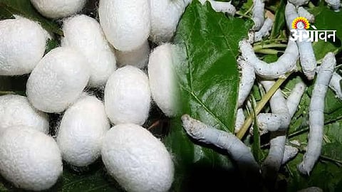 Silk Cocoon Purchase