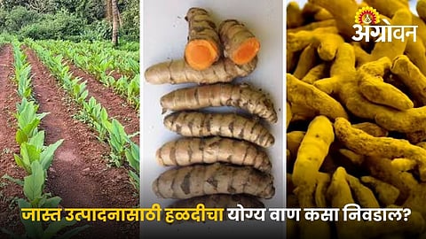 Best Turmeric Varieties for Higher Yield and Profit