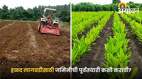 Best Soil Preparation Practices for Turmeric Farming