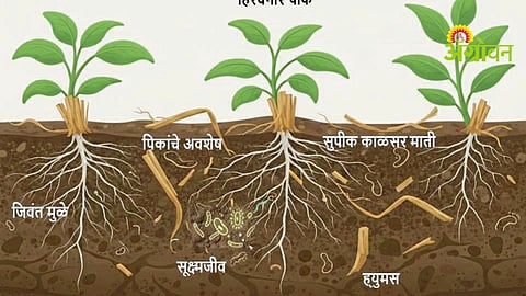 Soil Organic Carbon