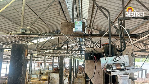 Digital transformation in animal husbandry