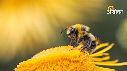 Bees are used for crop spraying