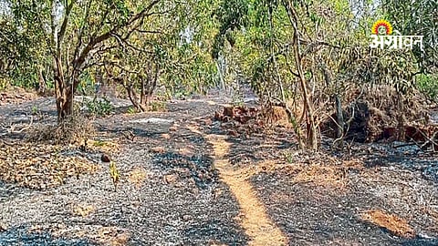 Mango and cashew orchard fire damage