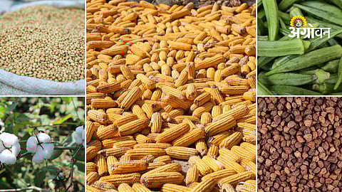 Daily mandi rates update India crops