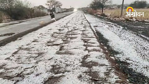 hailstorm damage crops Dharashiv Maharashtra farmers