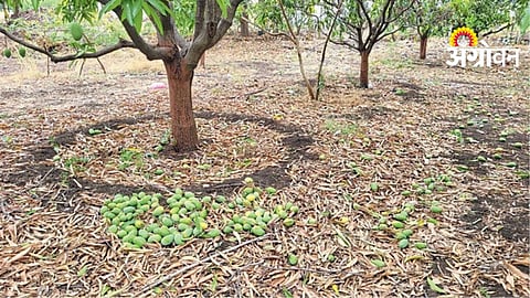 Crop Damage Compensation