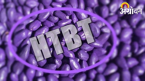 Illegal HTBT Seeds Dominate Cotton Market in Yavatmal