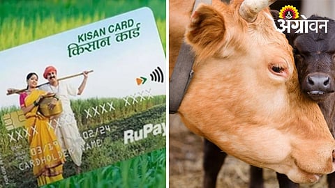 Easy Credit Support for Dairy and Poultry Farmers