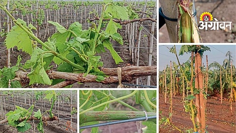 Grape Crop Management