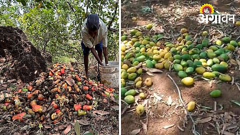 Pre-Monsoon Rains Hit Mango and Cashew Crops in Pen