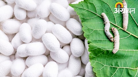 Sericulture Mission Sees Poor Response in Wardha