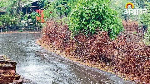Mango Orchards at Risk Due to Unexpected Rainfall