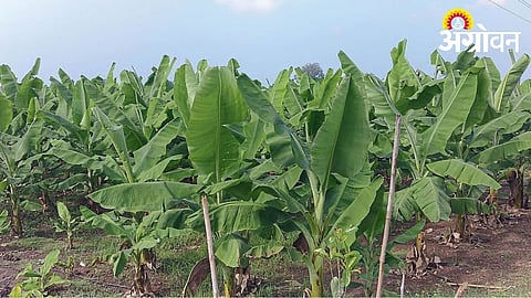 Banana Plantation Continues in Khandesh