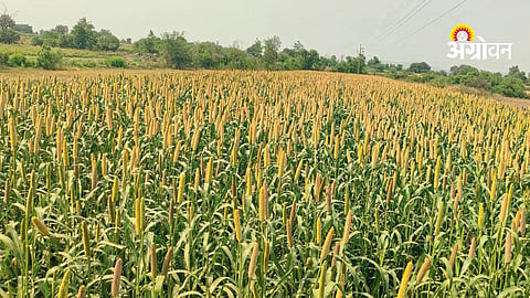 Summer bajra harvesting stage