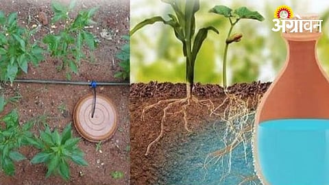 Pot Irrigation Method Boosts Yield in Dry Regions