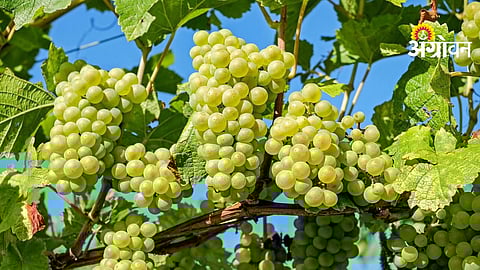 Grape Exports Rise