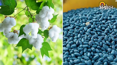 Bt cotton seeds price 2026 India kharif season