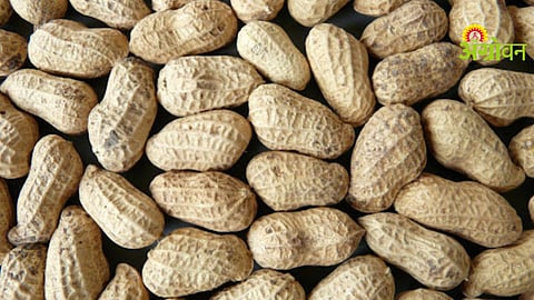 Groundnut Procurement
