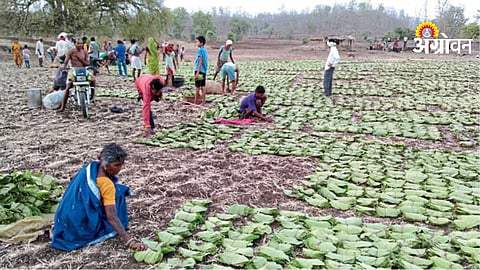 Tendu leaf market trends in India