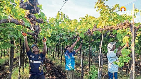 Pruning in grape farming