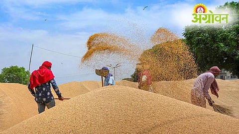 Wheat Procurement Target