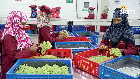 Horticulture export India grape farmers success
