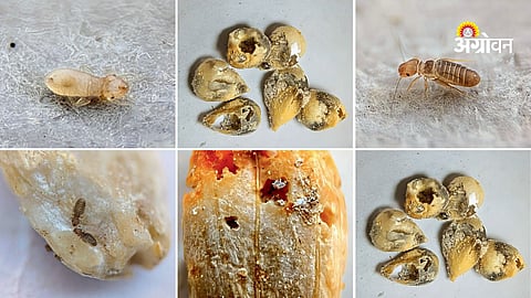 Storage pest management techniques for farmers